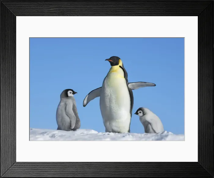 Framed Print : Emperor penguin Parent with chicks - Antarctica, Weddell Sea, Riiser Larsen Ice Shelf Framed Print : Emperor penguin Parent with chicks - Antarctica, Weddell Sea, Riiser Larsen Ice Shelf