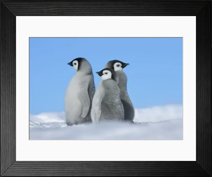 Framed Print : Emperor penguin chicks - Antarctica, Weddell Sea, Riiser Larsen Ice Shelf Framed Print : Emperor penguin chicks - Antarctica, Weddell Sea, Riiser Larsen Ice Shelf