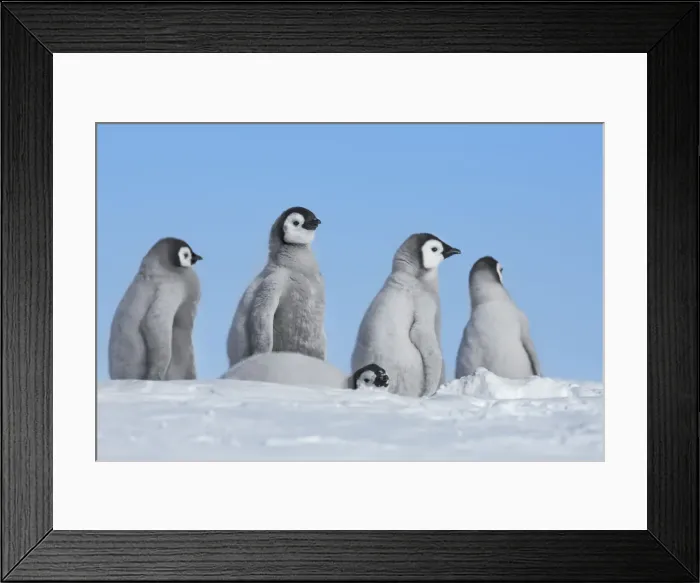 Framed Print : Emperor penguin chicks - Antarctica, Weddell Sea, Riiser Larsen Ice Shelf Framed Print : Emperor penguin chicks - Antarctica, Weddell Sea, Riiser Larsen Ice Shelf