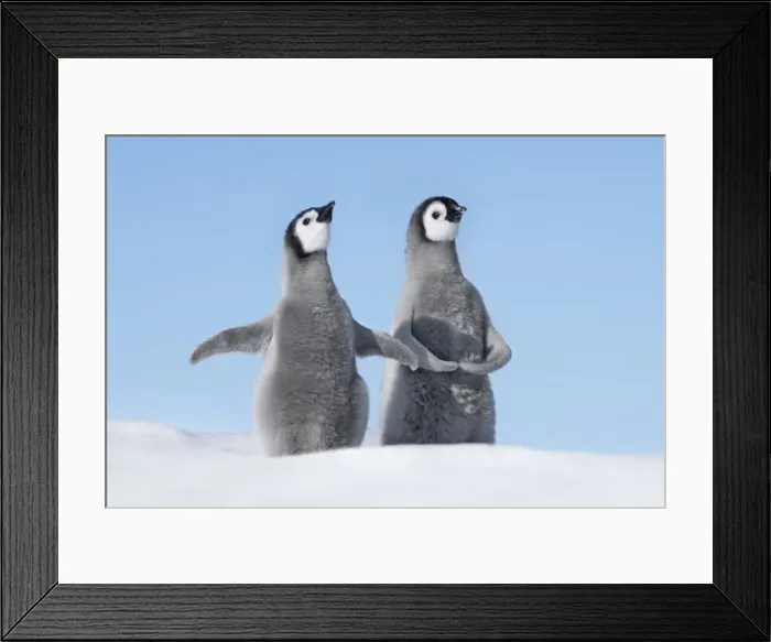 Framed Print : Emperor penguin playing chicks - Antarctica, Weddell Sea, Riiser Larsen Ice Shelf Framed Print : Emperor penguin playing chicks - Antarctica, Weddell Sea, Riiser Larsen Ice Shelf