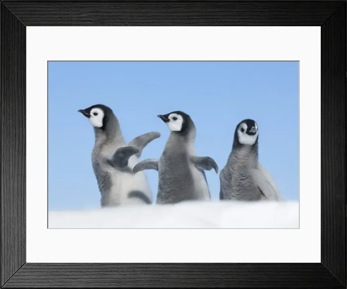 Framed Print : Emperor penguin playing chicks - Antarctica, Weddell Sea, Riiser Larsen Ice Shelf Framed Print : Emperor penguin playing chicks - Antarctica, Weddell Sea, Riiser Larsen Ice Shelf