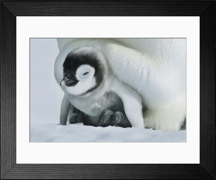 Framed Print : Emperor penguin chicks on parents feet - Antarctica, Antarctic Peninsula Framed Print : Emperor penguin chicks on parents feet - Antarctica, Antarctic Peninsula
