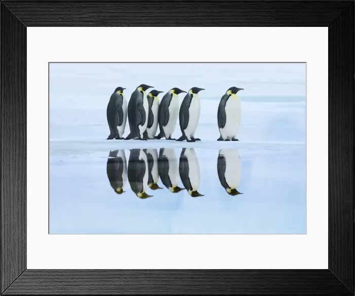 Framed Print : Emperor penguin group on way to rookery - Antarctica, Antarctic Peninsula Framed Print : Emperor penguin group on way to rookery - Antarctica, Antarctic Peninsula
