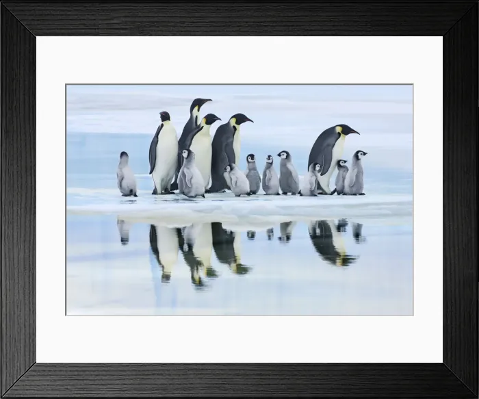 Framed Print : Emperor penguin group with chicks on way to rookery - Antarctica, Antarctic Peninsula Framed Print : Emperor penguin group with chicks on way to rookery - Antarctica, Antarctic Peninsula