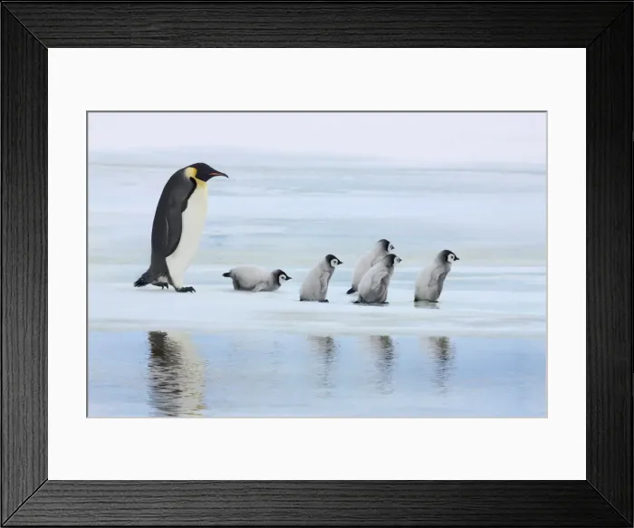 Framed Print : Emperor penguin group with chicks on way to rookery - Antarctica, Antarctic Peninsula Framed Print : Emperor penguin group with chicks on way to rookery - Antarctica, Antarctic Peninsula