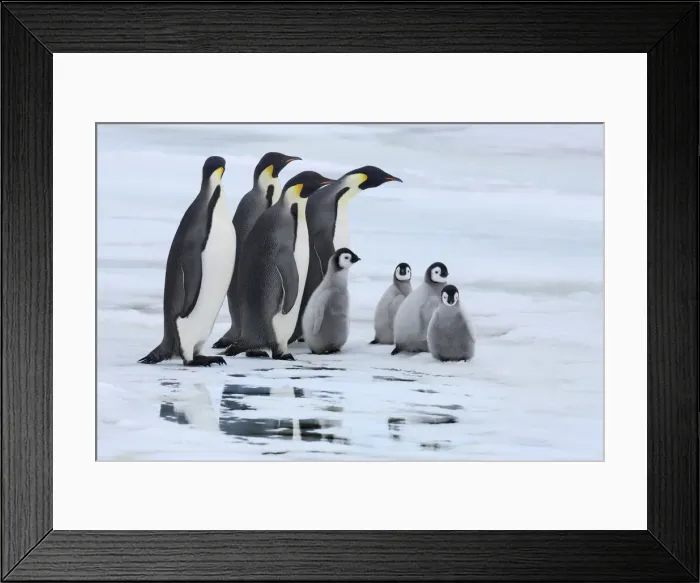 Framed Print : Emperor penguin group with chicksn - Antarctica, Antarctic Peninsula, Snowhill Island Framed Print : Emperor penguin group with chicksn - Antarctica, Antarctic Peninsula, Snowhill Island
