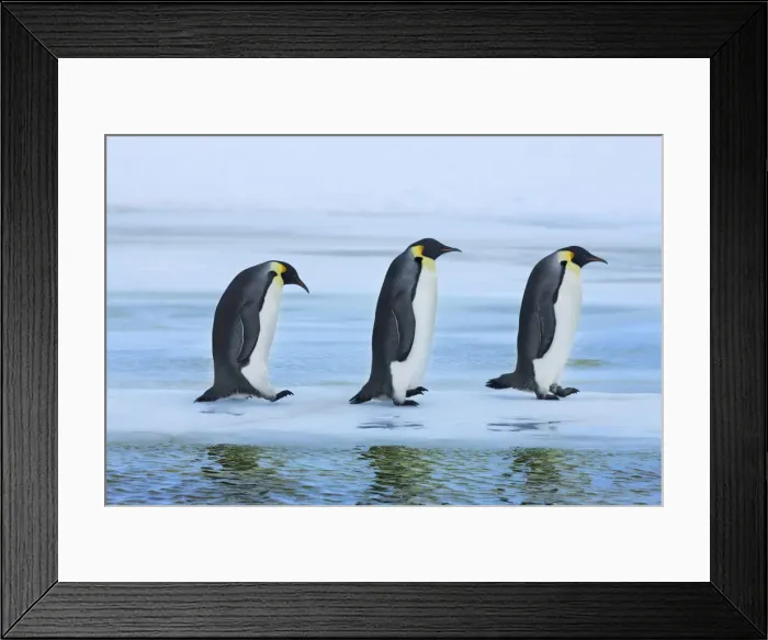 Framed Print : Emperor penguin - Antarctica, Antarctic Peninsula, Snowhill Island Framed Print : Emperor penguin - Antarctica, Antarctic Peninsula, Snowhill Island