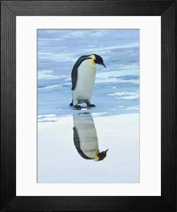 Framed Print : Emperor penguin - Antarctica, Antarctic Peninsula, Snowhill Island Framed Print : Emperor penguin - Antarctica, Antarctic Peninsula, Snowhill Island