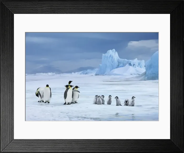 Framed Print : Emperor penguin group with chicks in front of iceberg - Antarctica, Antarctic Peninsula Framed Print : Emperor penguin group with chicks in front of iceberg - Antarctica, Antarctic Peninsula