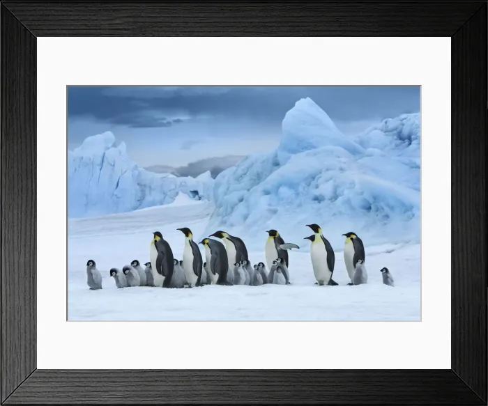 Framed Print : Emperor penguin group with chicks in front of iceberg - Antarctica, Antarctic Peninsula Framed Print : Emperor penguin group with chicks in front of iceberg - Antarctica, Antarctic Peninsula