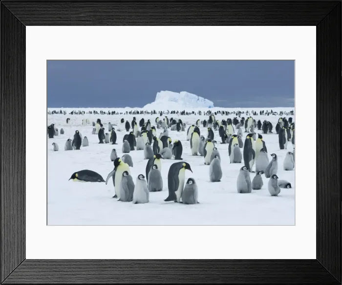 Framed Print : Emperor penguin rookery with iceberg - Antarctica, Antarctic Peninsula, Snowhill Island Framed Print : Emperor penguin rookery with iceberg - Antarctica, Antarctic Peninsula, Snowhill Island