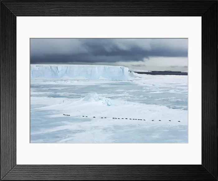 Framed Print : Tabular iceberg frozen in and emperor penguins - Antarctica, Antarctic Peninsula Framed Print : Tabular iceberg frozen in and emperor penguins - Antarctica, Antarctic Peninsula