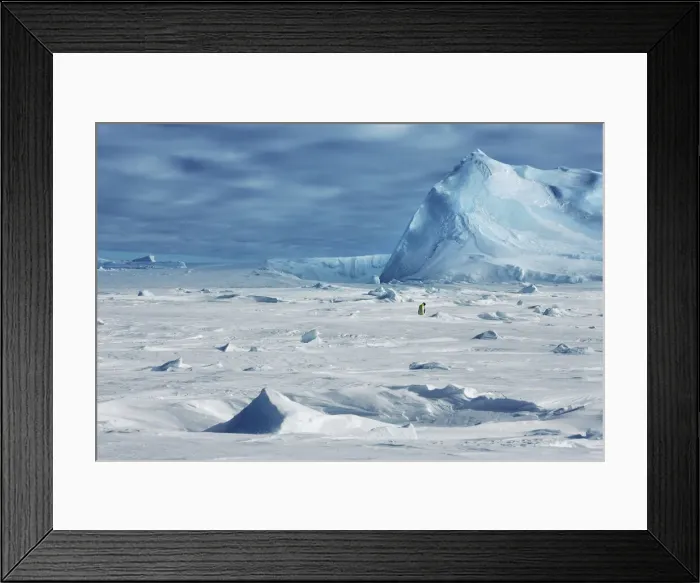 Framed Print : Pack ice with frozen in iceberg - Antarctica, Weddell Sea, Queen Maud Land, Ekstrom Ice Shelf, Atka Bay Framed Print : Pack ice with frozen in iceberg - Antarctica, Weddell Sea, Queen Maud Land, Ekstrom Ice Shelf, Atka Bay