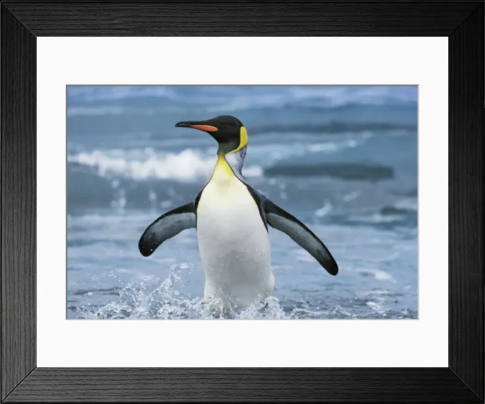 Framed Print : King penguin going on land - South Georgia, Gold Harbour Framed Print : King penguin going on land - South Georgia, Gold Harbour