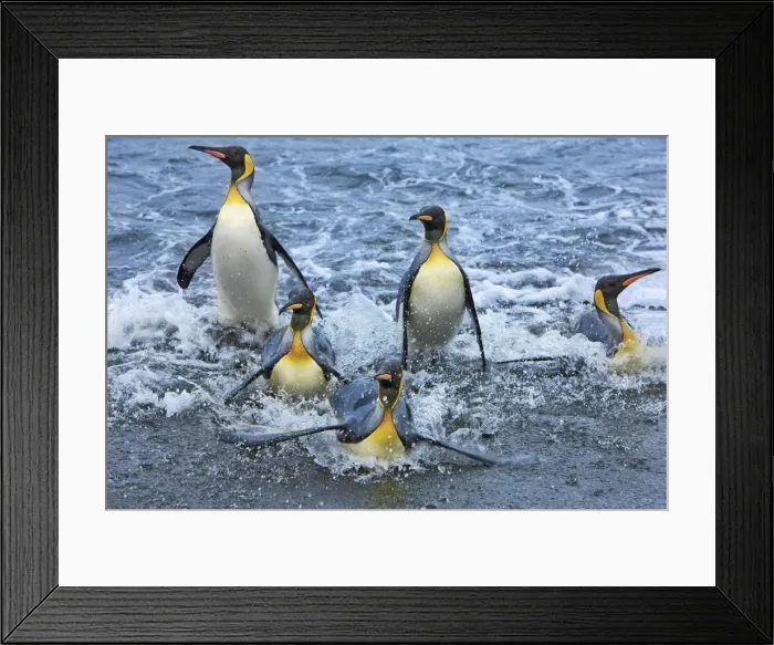 Framed Print : King penguin group going on land - South Georgia, Gold Harbour Framed Print : King penguin group going on land - South Georgia, Gold Harbour