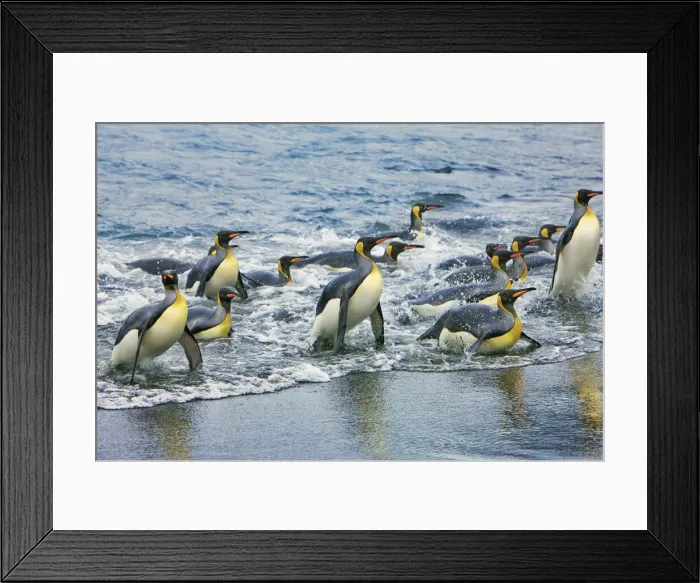 Framed Print : King penguin group going on land - South Georgia, Gold Harbour Framed Print : King penguin group going on land - South Georgia, Gold Harbour