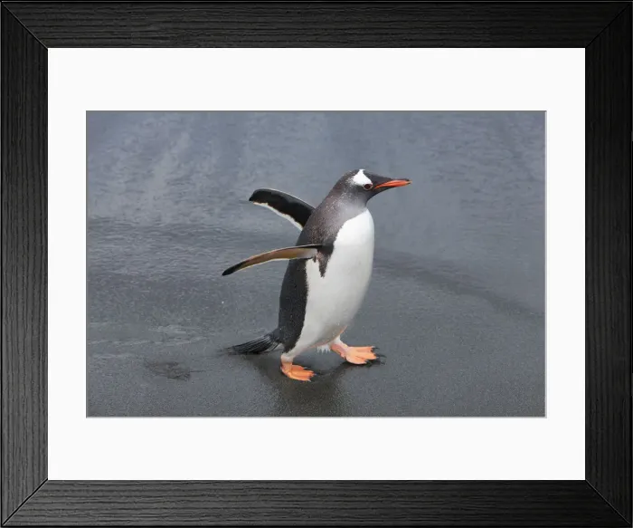 Framed Print : Gentoo penguin - South Georgia, Cooper Bay Framed Print : Gentoo penguin - South Georgia, Cooper Bay