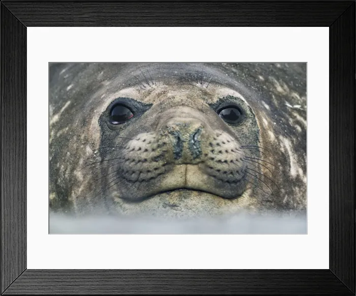 Framed Print : Southern elephant seal - South Georgia, Cooper Bay