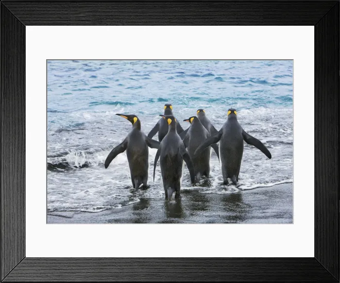 Framed Print : King penguin group going into sea - South Georgia, Gold Harbour Framed Print : King penguin group going into sea - South Georgia, Gold Harbour