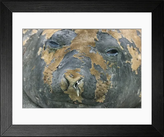 Framed Print : Southern elephant seal changing fur - South Georgia, Cooper Bay Framed Print : Southern elephant seal changing fur - South Georgia, Cooper Bay