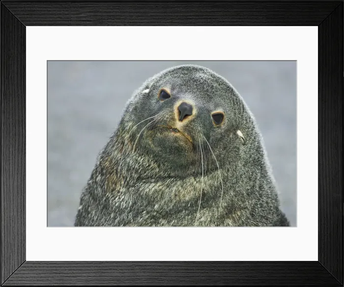 Framed Print : Antarctic fur seal - South Georgia, Cooper Bay Framed Print : Antarctic fur seal - South Georgia, Cooper Bay