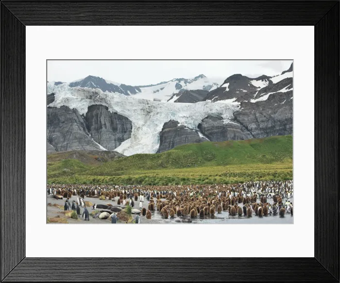 Framed Print : King penguin rookery Gold Harbour with elephant seals - South Georgia, Gold Harbour Framed Print : King penguin rookery Gold Harbour with elephant seals - South Georgia, Gold Harbour
