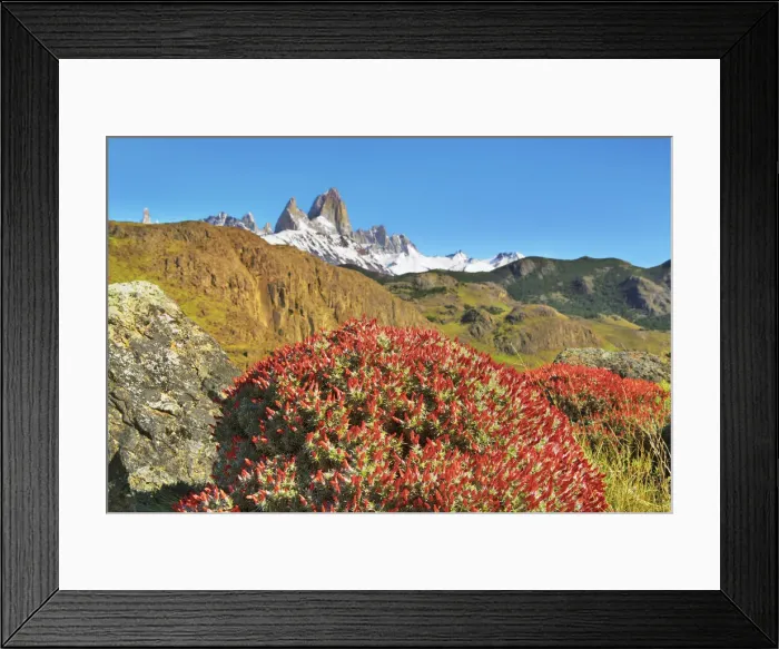 Framed Print : Fitzroy Range with blooming fire tongues - Argentina, Santa Cruz, Los Glaciares Framed Print : Fitzroy Range with blooming fire tongues - Argentina, Santa Cruz, Los Glaciares