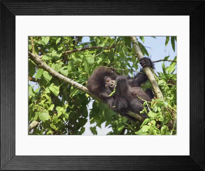 Framed Print : Mountain gorilla cub - Rwanda, Volcanoes National Park - Parc National des Volcans
