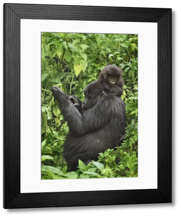 Framed Print : Mountain gorilla mother and cub - Rwanda, Volcanoes National Park - Parc National des Framed Print : Mountain gorilla mother and cub - Rwanda, Volcanoes National Park - Parc National des