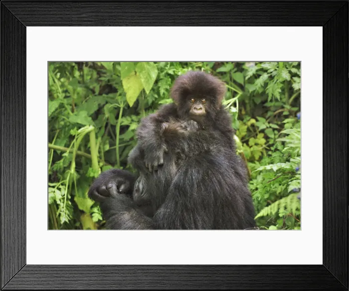 Framed Print : Mountain gorilla mother and cub - Rwanda, Volcanoes National Park - Parc National des Framed Print : Mountain gorilla mother and cub - Rwanda, Volcanoes National Park - Parc National des