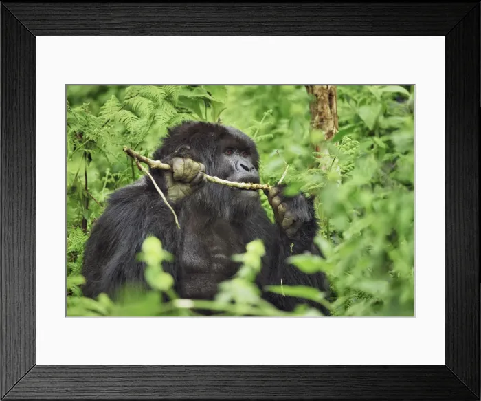 Framed Print : Mountain gorilla eating branch - Rwanda, Volcanoes National Park - Parc National des