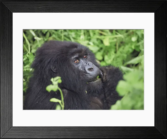 Framed Print : Mountain gorilla - Rwanda, Volcanoes National Park - Parc National des Volcans Framed Print : Mountain gorilla - Rwanda, Volcanoes National Park - Parc National des Volcans