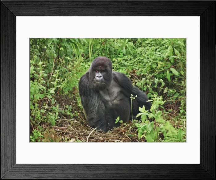 Framed Print : Mountain gorilla silverback - Rwanda, Volcanoes National Park - Parc National des Volcans Framed Print : Mountain gorilla silverback - Rwanda, Volcanoes National Park - Parc National des Volcans