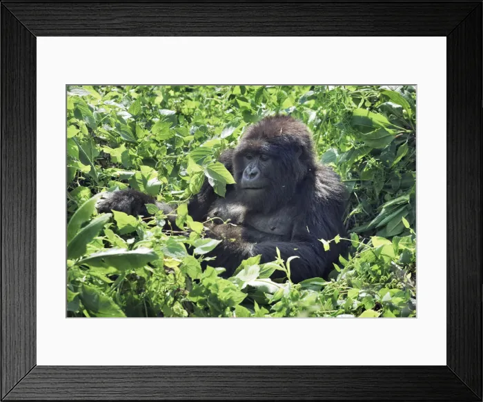 Framed Print : Mountain gorilla - Rwanda, Volcanoes National Park - Parc National des Volcans Framed Print : Mountain gorilla - Rwanda, Volcanoes National Park - Parc National des Volcans