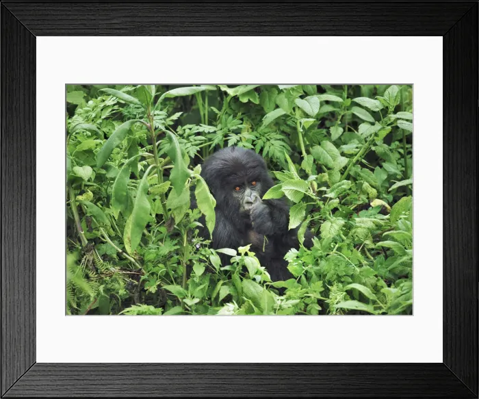 Framed Print : Mountain gorilla - Rwanda, Volcanoes National Park - Parc National des Volcans Framed Print : Mountain gorilla - Rwanda, Volcanoes National Park - Parc National des Volcans