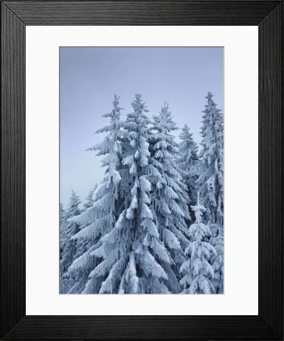 Framed Print : Winter landscape with snow covered spruce forest - Germany, Bavaria, Upper Bavaria, Weilheim-Schongau, Hohenpeiszenberg Framed Print : Winter landscape with snow covered spruce forest - Germany, Bavaria, Upper Bavaria, Weilheim-Schongau, Hohenpeiszenberg