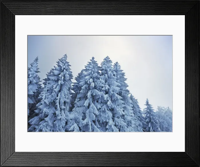 Framed Print : Winter landscape with snow covered spruce forest - Germany, Bavaria, Upper Bavaria, Weilheim-Schongau, Hohenpeiszenberg Framed Print : Winter landscape with snow covered spruce forest - Germany, Bavaria, Upper Bavaria, Weilheim-Schongau, Hohenpeiszenberg