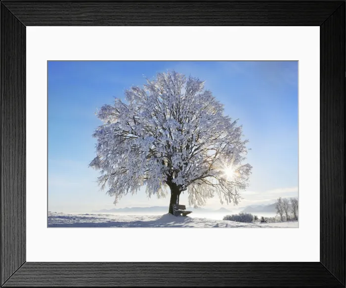 Framed Print : Lime tree snow covered - Germany, Bavaria, Upper Bavaria, Miesbach, Irschenberg