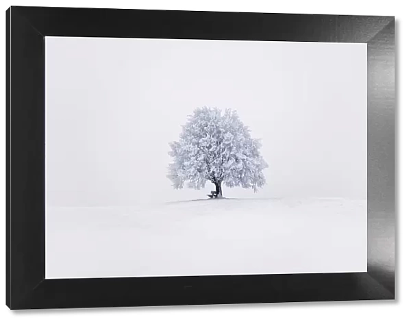 Lime tree snow covered - Germany, Bavaria, Upper Bavaria, Miesbach, Irschenberg