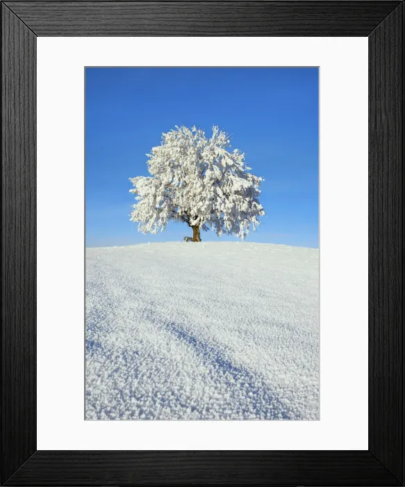 Framed Print : Lime tree snow covered - Germany, Bavaria, Upper Bavaria, Miesbach, Irschenberg