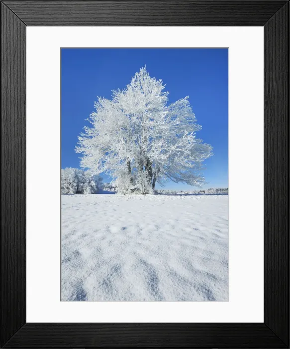 Framed Print : Winter landscape with snow covered tree - Germany, Bavaria, Upper Bavaria