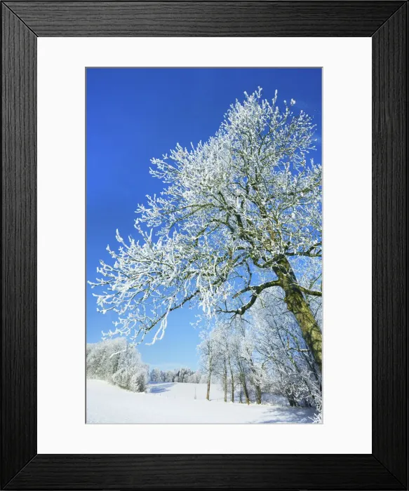 Framed Print : Winter landscape with snow covered forest - Germany, Bavaria, Upper Bavaria, Miesbach Framed Print : Winter landscape with snow covered forest - Germany, Bavaria, Upper Bavaria, Miesbach