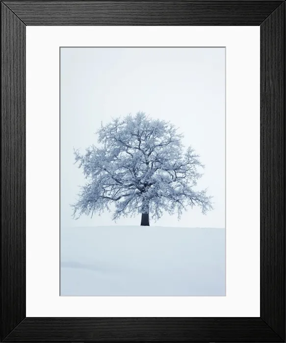 Framed Print : Winter landscape with snow covered oak - Germany, Bavaria, Upper Bavaria Framed Print : Winter landscape with snow covered oak - Germany, Bavaria, Upper Bavaria