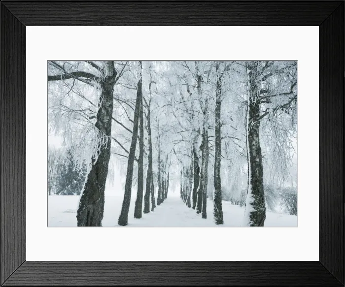 Framed Print : Winter landscape with snow covered birch alley - Germany, Bavaria, Upper Bavaria, Munich Framed Print : Winter landscape with snow covered birch alley - Germany, Bavaria, Upper Bavaria, Munich