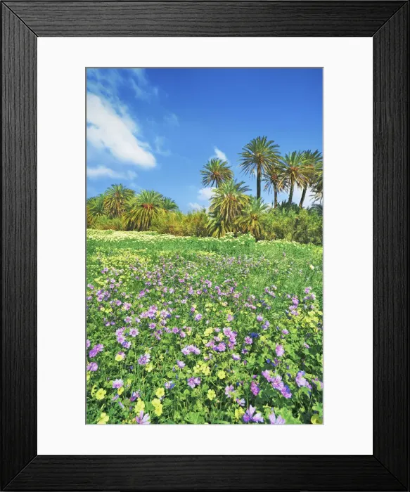 Framed Print : Palm grove with common mallows and Bermuda buttercups - Greece, Crete, Lasithi Framed Print : Palm grove with common mallows and Bermuda buttercups - Greece, Crete, Lasithi
