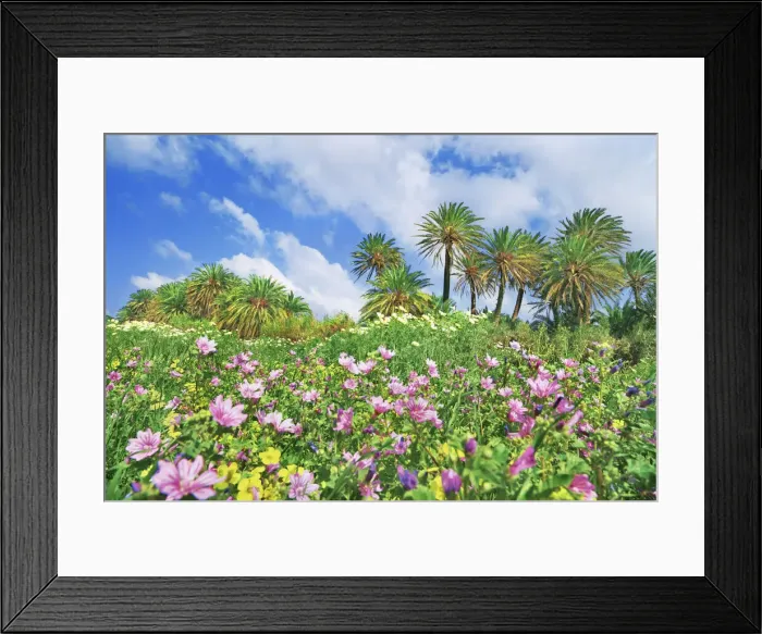 Framed Print : Palm grove with common mallows and Bermuda buttercups - Greece, Crete, Lasithi Framed Print : Palm grove with common mallows and Bermuda buttercups - Greece, Crete, Lasithi