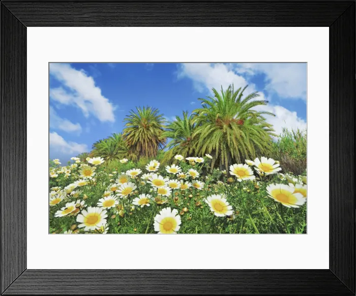 Framed Print : Palm grove with garland chrysanthemums - Greece, Crete, Lasithi, Palekastro, Vai Beach Framed Print : Palm grove with garland chrysanthemums - Greece, Crete, Lasithi, Palekastro, Vai Beach