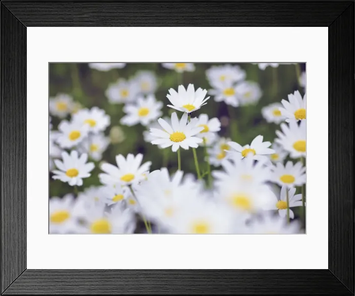 Framed Print : Daisy - Greece, Crete, Chania, Kandanos, Kakopetros Framed Print : Daisy - Greece, Crete, Chania, Kandanos, Kakopetros