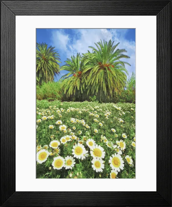 Framed Print : Palm grove with garland chrysanthemums - Greece, Crete, Lasithi, Palekastro, Vai Beach Framed Print : Palm grove with garland chrysanthemums - Greece, Crete, Lasithi, Palekastro, Vai Beach