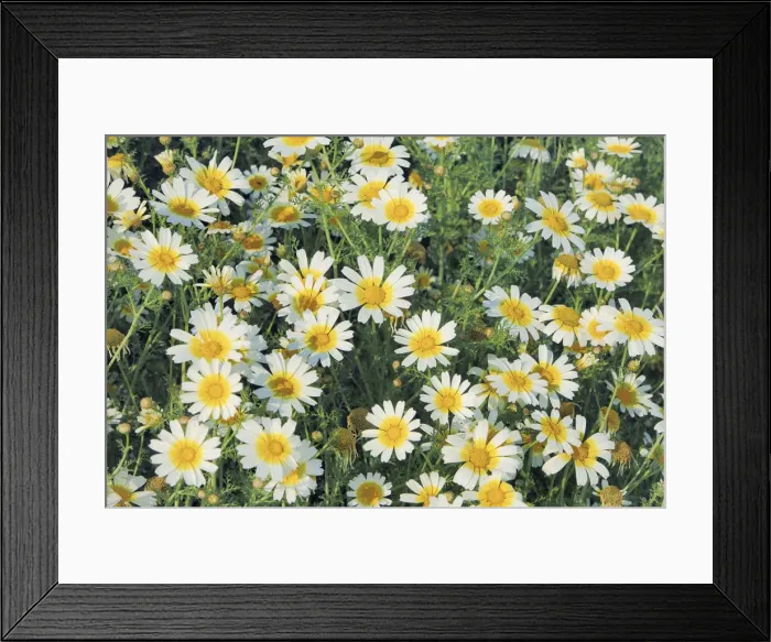 Framed Print : Garland chrysanthemum - Greece, Crete, Lasithi, Makrigiaios Framed Print : Garland chrysanthemum - Greece, Crete, Lasithi, Makrigiaios